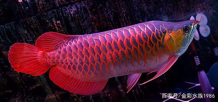 如何判斷紅龍魚的血統純度？
