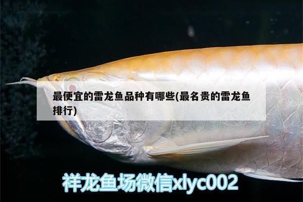雷龍魚哪個品種好看便宜（雷龍魚市場價格波動）