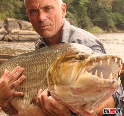 世界最大龍魚：世界上最大的龍魚可以有多大？