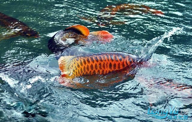 紅龍魚喂食正確方法（紅龍魚喂食的正確方法）