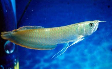 銀龍魚撞缸后會死嗎（銀龍魚撞缸后會死亡嗎）