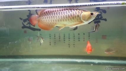 賣金龍魚好嗎：賣金龍魚好嗎，