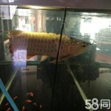 賣金龍魚好嗎：賣金龍魚好嗎，