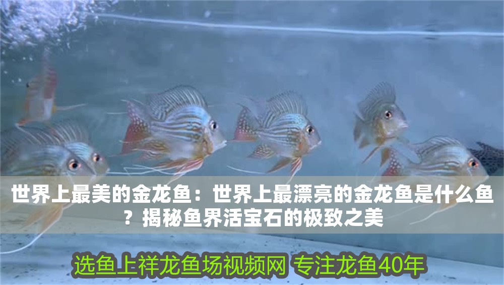 世界上最美的金龍魚(yú)：世界上最漂亮的金龍魚(yú)是什么魚(yú)？揭秘魚(yú)界活寶石的極致之美