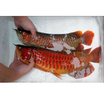 翹頭紅龍魚：翹頭紅龍魚市場價格趨勢,翹頭紅龍魚日常飲食指南