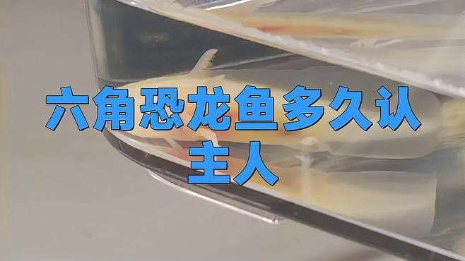 六角恐龍魚認主需要多長時間？