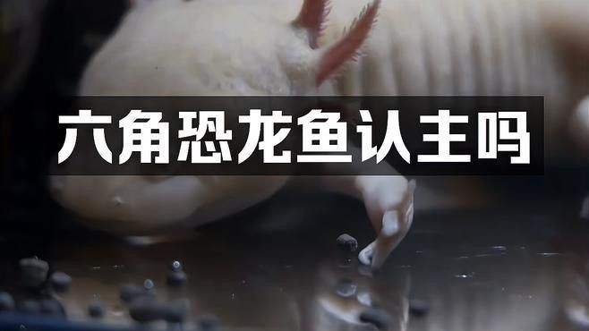六角恐龍魚認主需要多長時間？