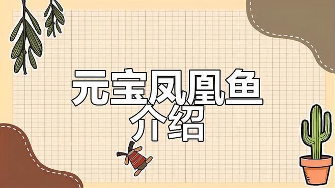 龍魚元寶鳳凰的品種