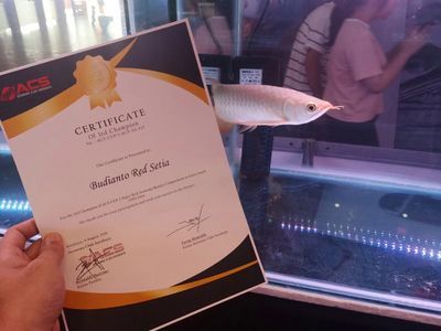 正宗金龍魚膠怎么吃好：正宗金龍魚膠的食用方法和注意事項