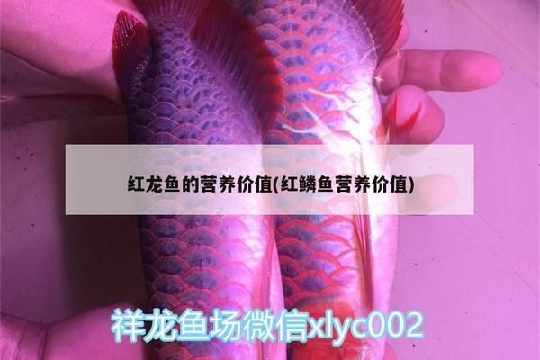紅龍魚的營(yíng)養(yǎng)價(jià)值及功效與作用（紅龍魚與普通魚類比較，紅龍魚的烹飪方法有哪些）