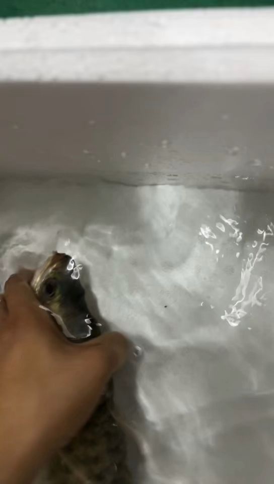 龍魚百度貼吧
