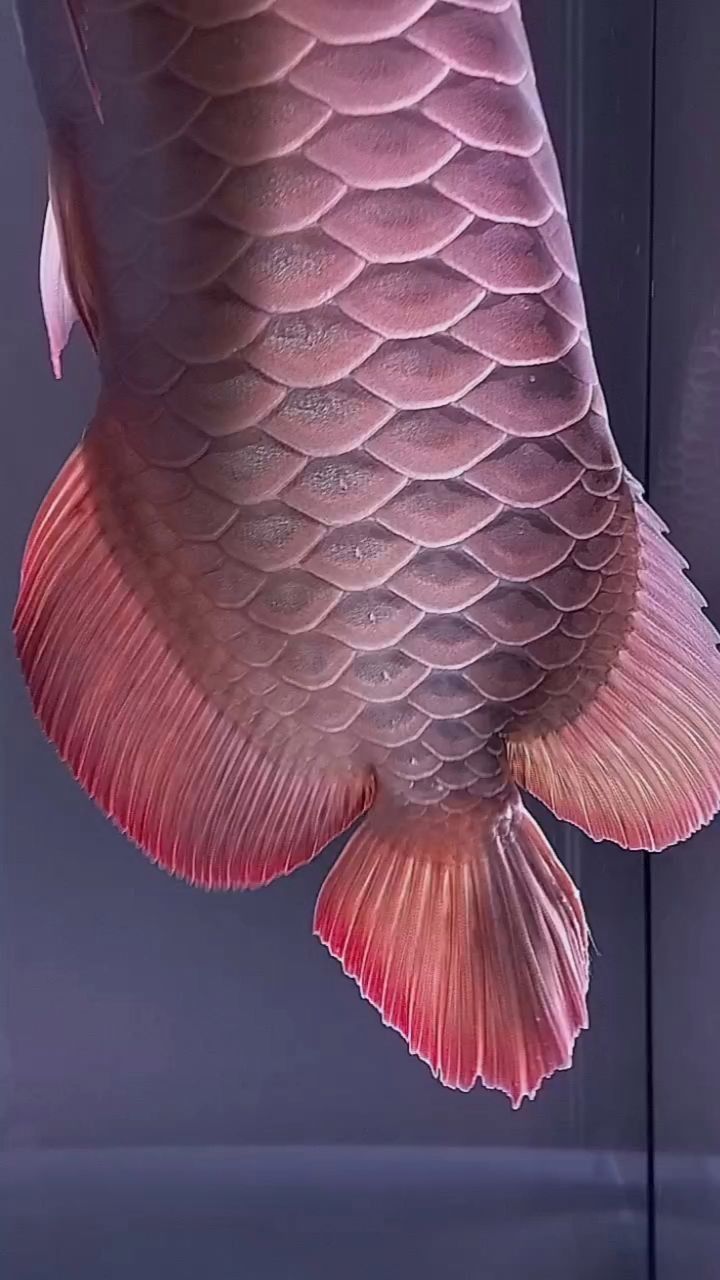 龍魚百度貼吧