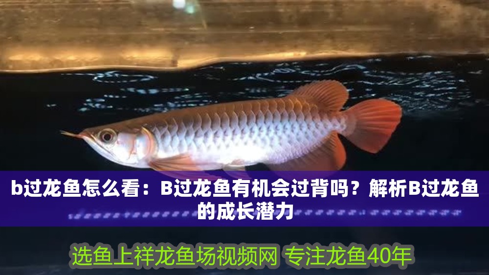 b過龍魚怎么看：B過龍魚有機會過背嗎？解析B過龍魚的成長潛力