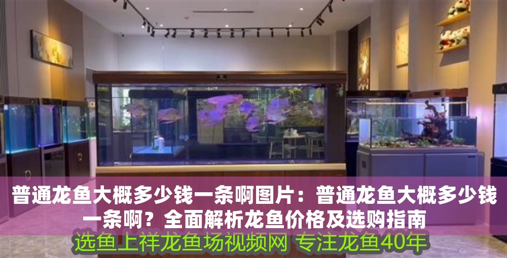普通龍魚大概多少錢一條啊圖片：普通龍魚大概多少錢一條啊？全面解析龍魚價格及選購指南