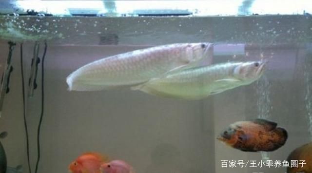 缸養銀龍魚能長多大（銀龍魚的體型大小受到多種因素影響飼養環境和飼養方法）