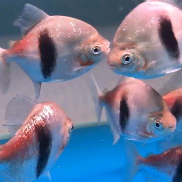 BD魟魚（bd魟魚是一種兼具觀賞價值和科研價值的水族寵物）