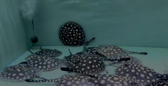 BD魟魚（bd魟魚是一種兼具觀賞價值和科研價值的水族寵物）