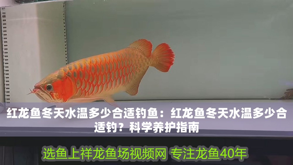 紅龍魚冬天水溫多少合適釣魚：紅龍魚冬天水溫多少合適釣？科學養護指南