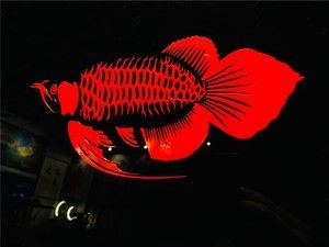 紅龍魚用白色反光背景可以嗎：養殖紅龍魚時，背景顏色選擇需要注意以下幾點