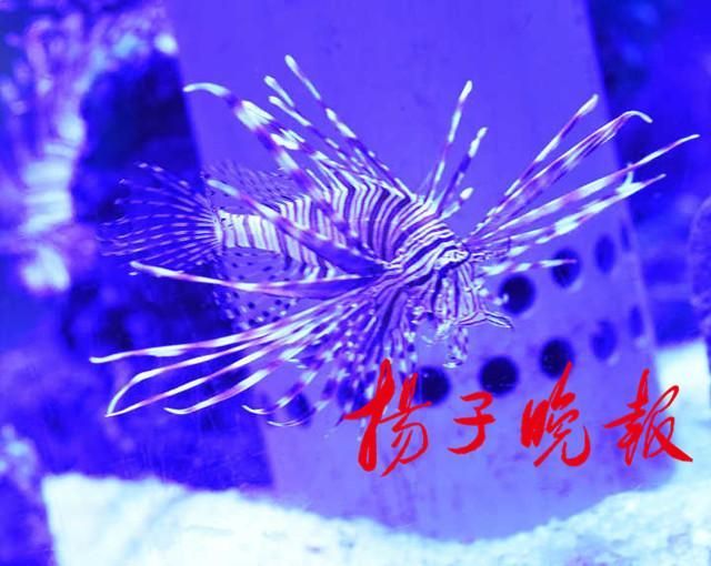 紅龍魚用白色反光背景可以嗎：養殖紅龍魚時，背景顏色選擇需要注意以下幾點
