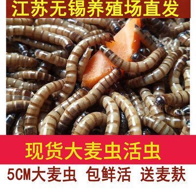 40公分龍魚喂多大的大麥蟲