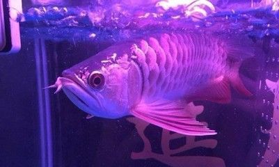 龍魚養(yǎng)殖場(chǎng)賺錢嗎：2020年中國(guó)龍魚養(yǎng)殖市場(chǎng)調(diào)查研究報(bào)告，龍魚養(yǎng)殖技術(shù)培訓(xùn)