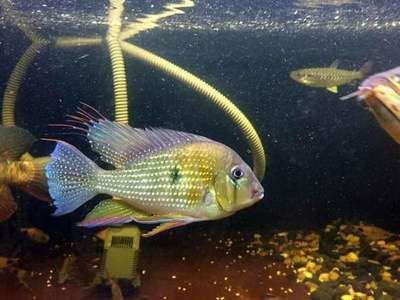 龍魚配關刀好嗎（已有成功案例,對龍魚的好處,）