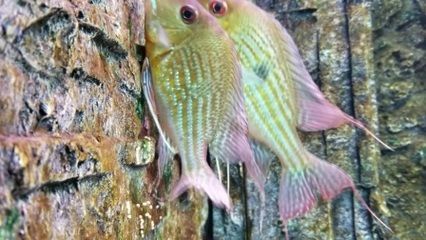 龍魚(yú)配關(guān)刀好嗎（已有成功案例,對(duì)龍魚(yú)的好處,）