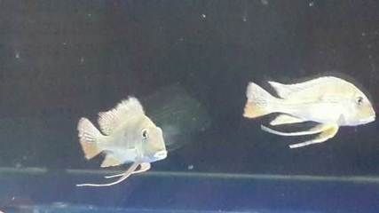 龍魚(yú)配關(guān)刀好嗎（已有成功案例,對(duì)龍魚(yú)的好處,）
