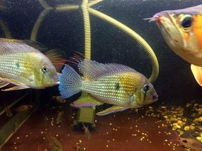 龍魚配關刀好嗎（已有成功案例,對龍魚的好處,）