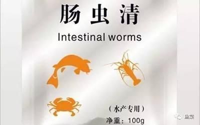 龍魚喂腸蟲清：腸蟲清可以喂給龍魚嗎？