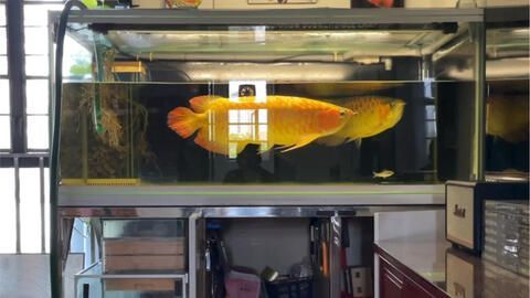 龍魚(yú)缸水流大小對(duì)龍魚(yú)影響大嗎：如何調(diào)節(jié)龍魚(yú)缸水流強(qiáng)度，不同龍魚(yú)品種適合的水流