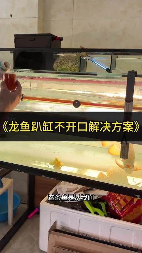 印尼紅龍魚(yú)養(yǎng)殖方法圖解