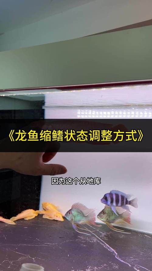 印尼紅龍魚(yú)養(yǎng)殖方法圖解