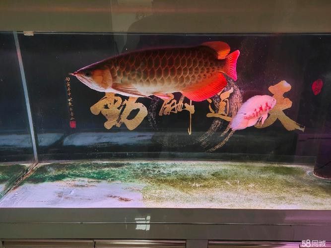 印尼紅龍魚(yú)養(yǎng)殖方法圖解