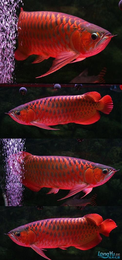 印尼紅龍魚(yú)養(yǎng)殖方法圖解