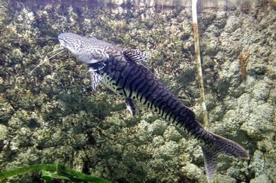 鴨嘴鯊魚混養(yǎng)最佳伴侶：鴨嘴鯊與其他魚類混養(yǎng)伴侶需要考慮以下幾個(gè)因素