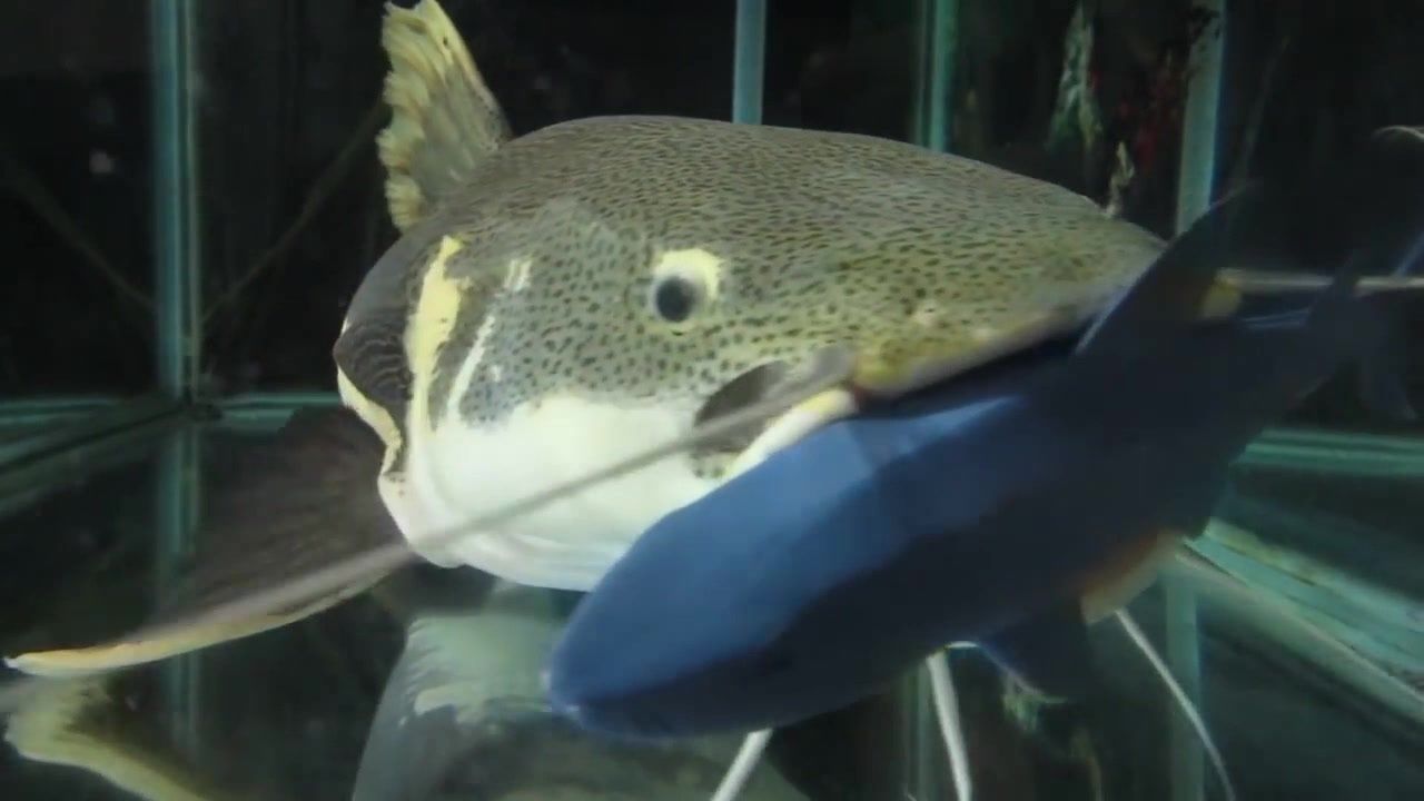 鴨嘴鯊魚混養(yǎng)最佳伴侶：鴨嘴鯊與其他魚類混養(yǎng)伴侶需要考慮以下幾個(gè)因素