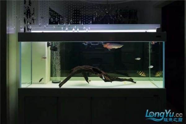 紅龍魚燈光位置擺放圖（關于紅龍魚燈光位置擺放圖的問題）