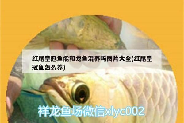 紅尾皇冠可以和龍魚混養嗎,紅尾皇冠魚和龍魚可以混養 龍魚百科 第2張 紅尾皇冠可以和龍魚混養嗎,紅尾皇冠魚和龍魚可以混養 紅尾皇冠可以和龍魚混養嗎,紅尾皇冠魚和龍魚可以混養 龍魚百科 第2張