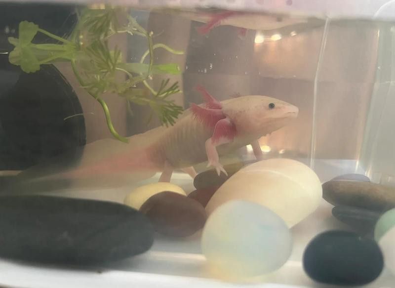 恐龍魚一次吃多少蝦