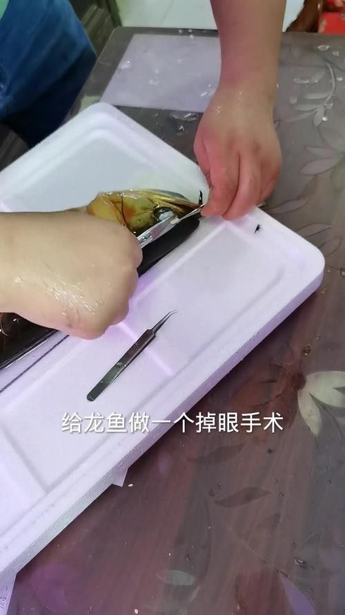 銀龍魚掉眼手術(shù)教程圖解