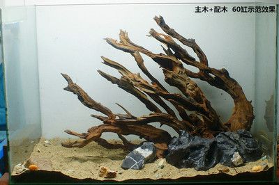 養(yǎng)龍魚能放沉木嗎？：養(yǎng)龍魚的注意事項