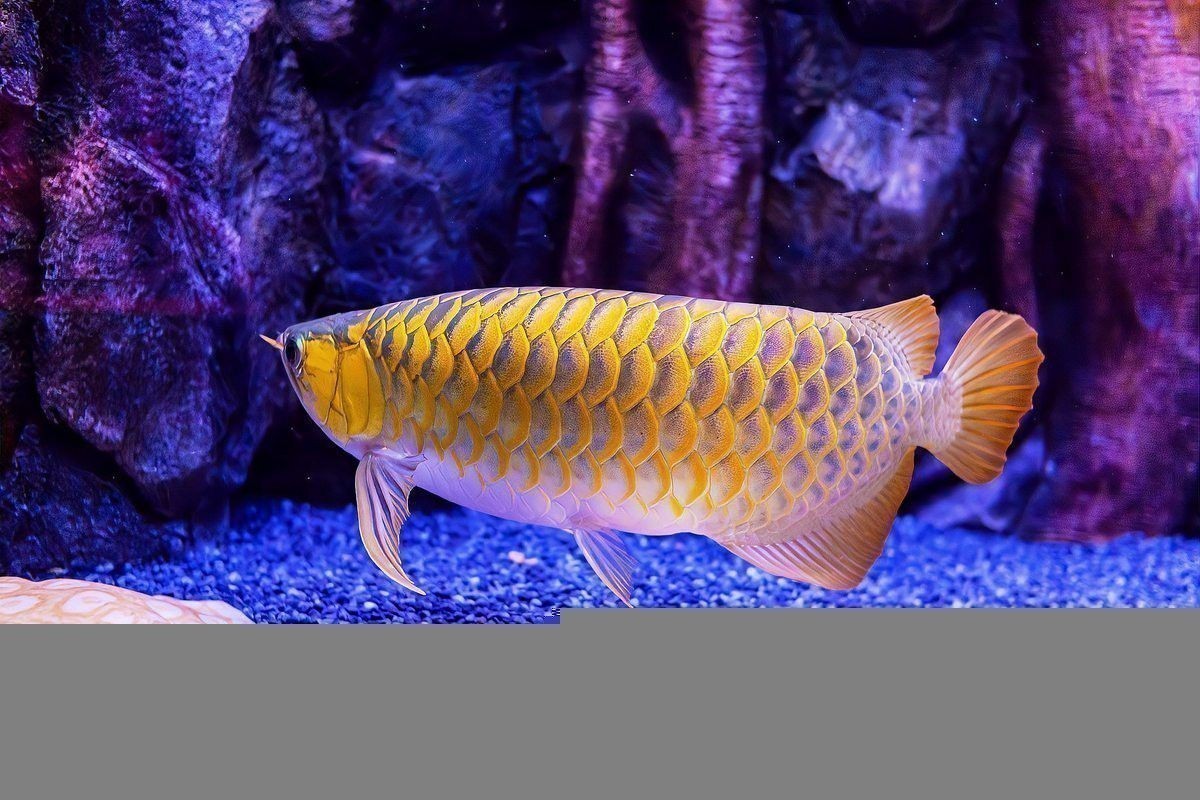 藍寶石金龍魚怎么養才能活起來