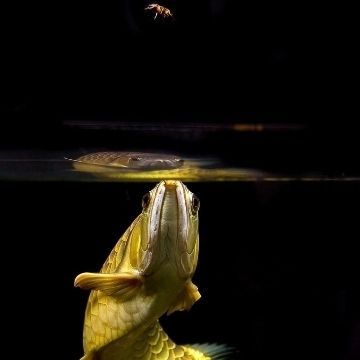 巨骨舌魚混養技巧：巨骨舌魚混養常見問題