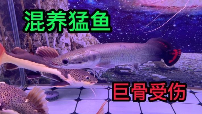 巨骨舌魚混養(yǎng)技巧：巨骨舌魚混養(yǎng)常見問題