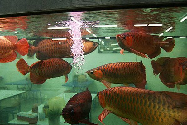 紅龍魚混養水質管理技巧：紅龍魚混養ph值調控方法紅龍魚混養密度控制標準