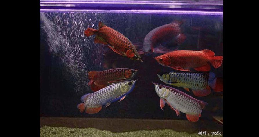 高端龍魚的種類有哪些品種（常見的5種龍魚品種，常見的龍魚）