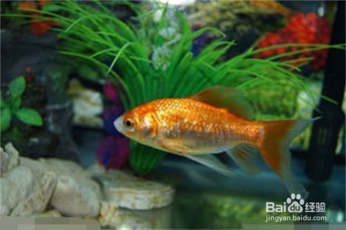 金龍魚喂食方法（金龍魚飼養環境要求）