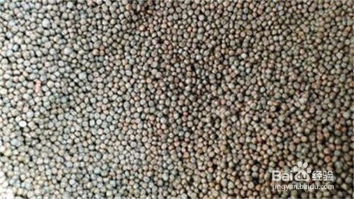 金龍魚喂食方法（金龍魚飼養環境要求）